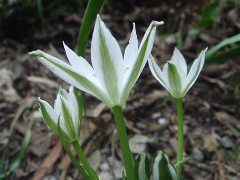 The star of bethlehem is a bach flower remedy, categorized in the rescue remedy, and is effective in curing sorrow and shock. What Is Star of Bethlehem (Ornithogalum umbellatum) and ...