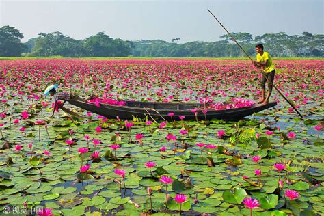 Pink Water Lilies Fill Bangladeshi Farmers Boat Cgtn