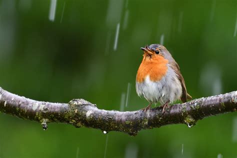 Birds Playing In Rain Natural Sound Of Rain And Birds Beautiful