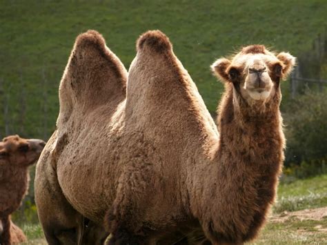 Pictures Of Camels Humping Peepsburghcom