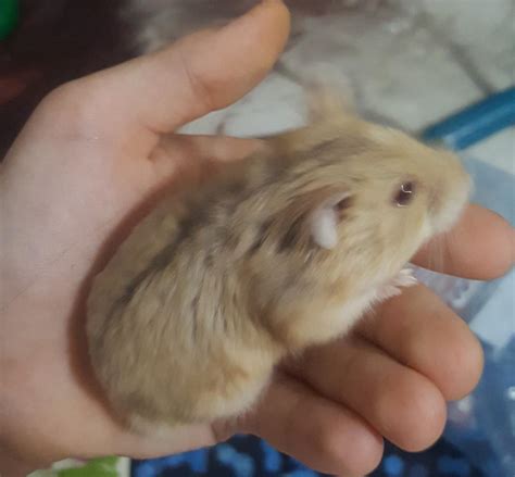 Russian Dwarf Hamsters In Ng6 Nottingham For £500 For Sale Shpock