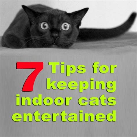 Keep Indoor Cats Entertained Cats Indoor Cat Cat Entertainment