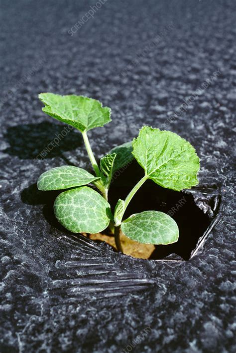 Seedling Cucumber Plant Cucumis Sativus Stock Image E7701601