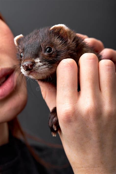 Sensual Young Woman Hugging Holding Pet Ferret In Hand Woman And Pet