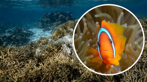 Clownfish Under Threat From Climate Change Study Finds 7news