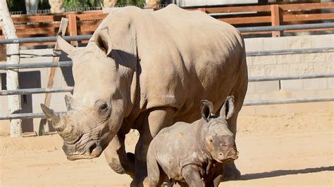 Rare Rhino Is ‘most Significant Birth In Az Zoos History Kansas