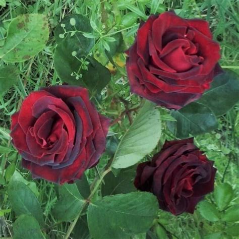 Papa Meilland ® Hybrid Tea Rose Famous Roses
