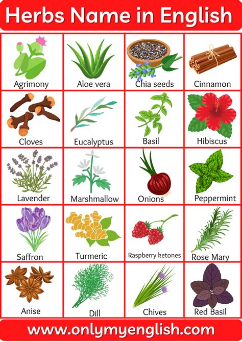 Herbs Name List Of Herbs Name In English Planting For Kids