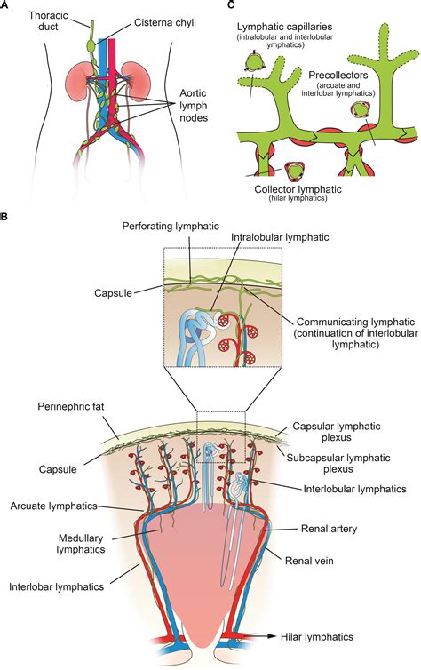 Lymphatic Drainage Of Bladder Supply Of Science