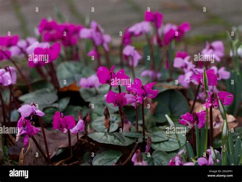 Winter Flowering Cyclamen Background With Blooms In Various Shades Of
