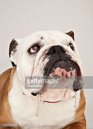 Image result for Drooling Bulldog