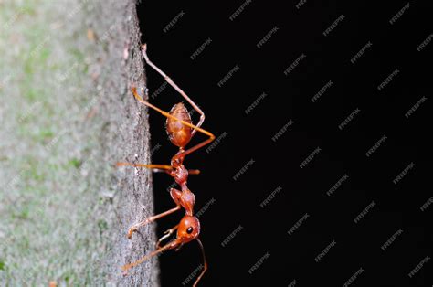 Premium Photo Ant On Tree