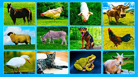 Learning Domestic Animals Names And Sounds Learn Domestic Animals Real