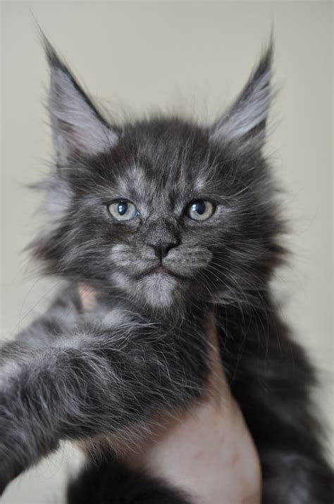The siberian cat is moderately active. Available Maine Coon Kittens for Sale - European Maine ...
