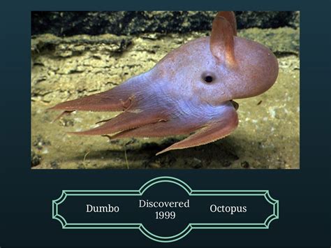 The Dumbo Octopus And Facts About Its Species