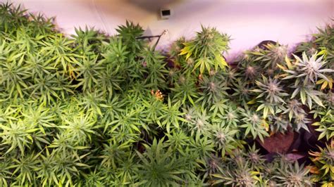 Weedseedsexpress Northern Light X Big Bud Autoflower Seeds Grow Journal Week9 By Growing420abc