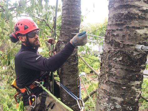 Maybe you would like to learn more about one of these? Tree Reinforcement via Cabling - Tree Removal Sunshine Coast