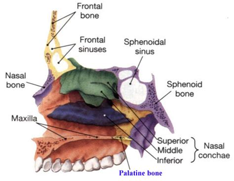 Palatine Bone Definition Anatomy Location Functions And Pictures