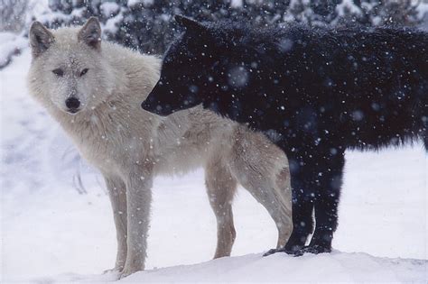Hd Wallpaper Three White Wolves Wolf Snow Animals Nature Group Of