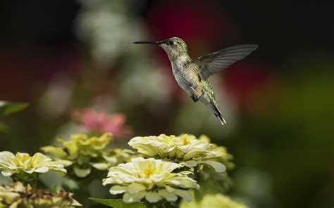 Hummingbird Backgrounds Hd Pixelstalknet