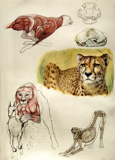 Cheetah Anatomy By Quentinvcastel On Deviantart