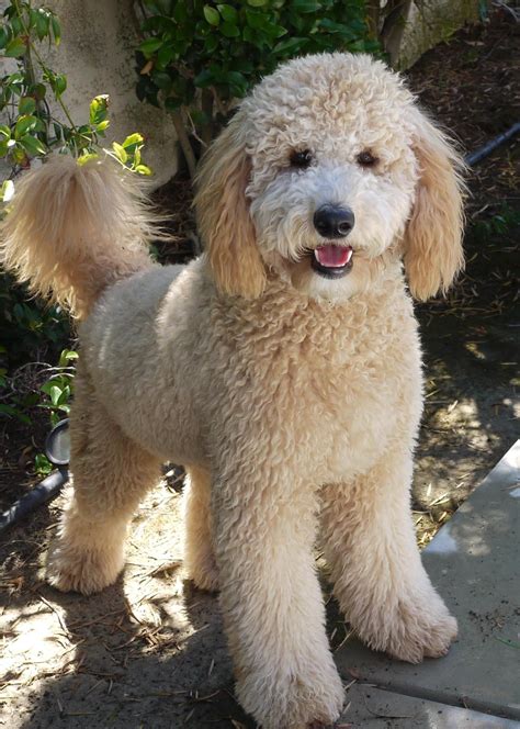 The puppy cut, also known as a teddy bear cut, is a standard, trimmed style that looks great and cute on many breeds of fluffy dogs, including doodles. Pictures Of Teddy Bear Golden Doodle Cut - Wavy Haircut