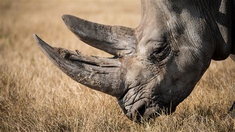 Wallpaper Animals Wildlife Rhino Safari Adventure Fauna Horn