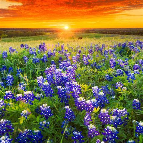 Purple coneflower pigeonberry blue curls pitcher sage blue mistflower turk's cap texas baby blue eyes. Texas Bluebonnet Seeds - Texas Bluebonnet Wildflower Seed