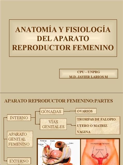 AnatomÍa Y FisiologÍa Del Aparato Reproductor Femenino Vagina