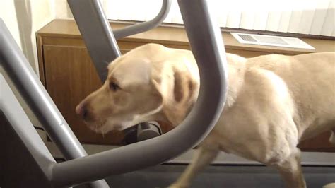 Dog On Treadmill Youtube