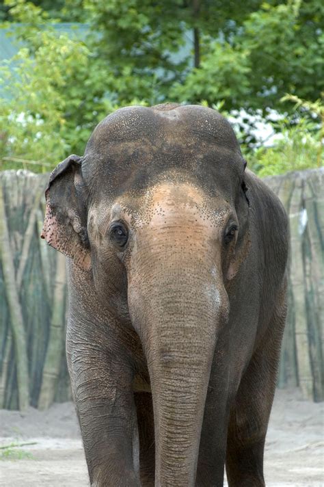 Oregon Zoo Euthanizes Asian Elephant Tusko Kcby