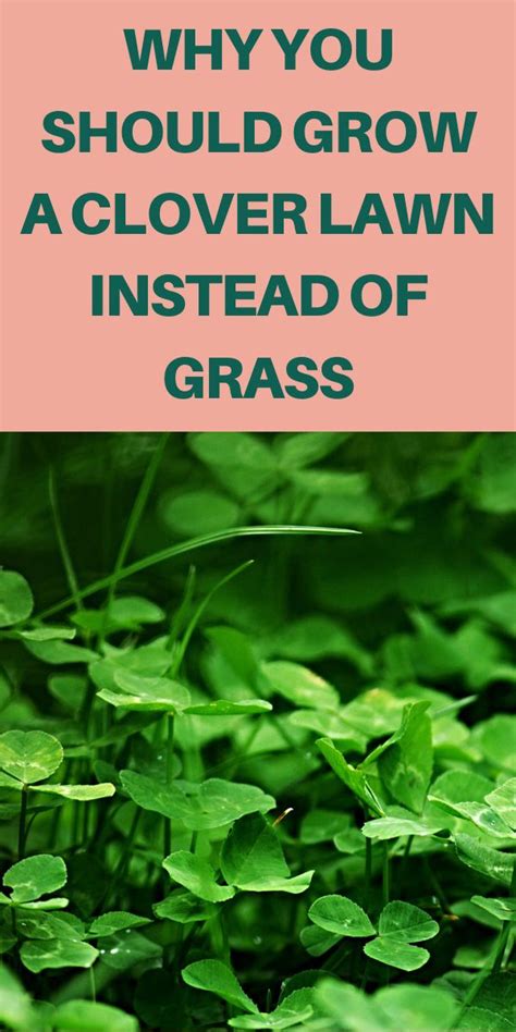 When first planted, water daily to speed germination and help establish a strong root system. Why You Should Grow A Clover Lawn Instead Of Grass - Gardening Sun | Clover lawn, Windowsill ...