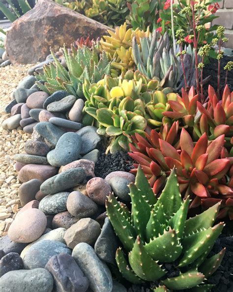 Cactus Garden Landscaping Rockery Garden Landscaping With Rocks