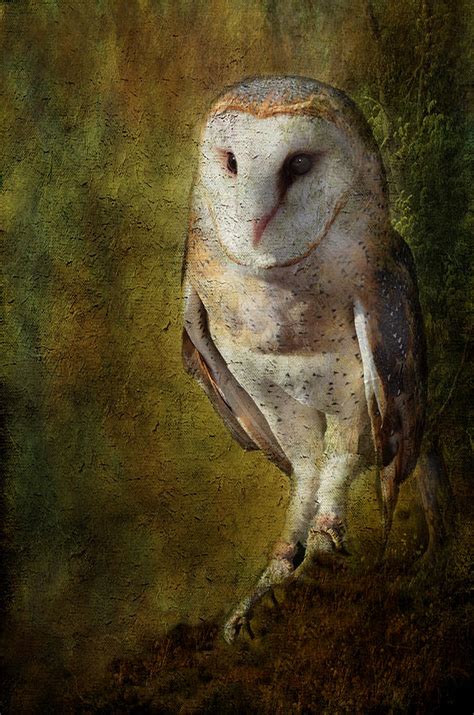 Barn Owl Photograph By Barbara Manis Pixels