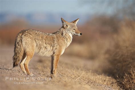 Coyote Canis Latrans Bosque Del Apache National Wildlife Refuge