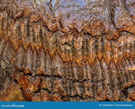 Detail Of Bark Of Giant Sequoia Tree Stock Image Image Of Sequoia