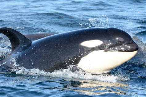 Southern Resident Killer Whales Swimming In Dire Straits Saving Earth