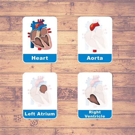Human Heart Flash Cards Montessori Educational Learning Three