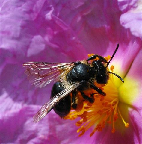 Look at their shape, and they way they bob around :: Big black bee | Flickr - Photo Sharing!