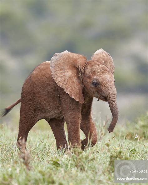 African Elephant Loxodonta Africana Baby Stock Photo