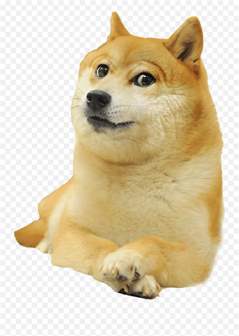 The Best 22 Doge Meme Perro Cheems Png Optiimagebox