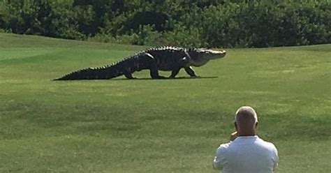12 Foot Alligator Invades Golf Game And That Guy Wants A Closer Look
