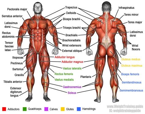 The other muscles in the thighs are called the adductors, which form the inner thigh, the hamstrings, which are at the back of the thighs, and the abductors, which are found on the outer thighs. Learn muscle names and how to memorize them | Weight ...