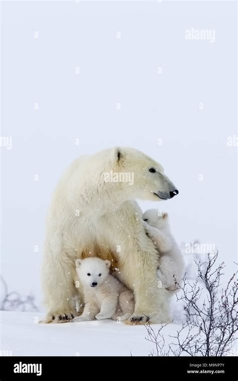 Polar Bear Mom And Cubs Stock Photo Alamy