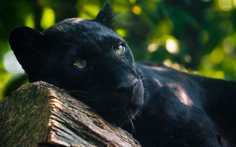Black Panther HD Wallpaper | Background Image | 1920x1200 ...