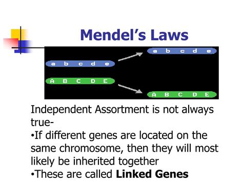 Ppt Who Is Gregor Mendel Powerpoint Presentation Free Download Id