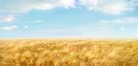 Field Of Ripe Wheat Under Light Blue Sky With Clouds Stock Image