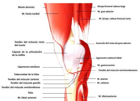 Musculos De La Pierna