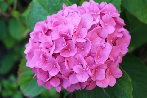 Ricambiato o meno che fosse dell'amore della donna. Come e quando potare le Ortensie? - Vivaio Scariot