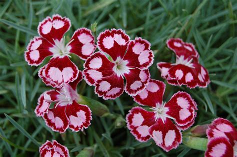 Summer Blooming Perennials To Plant Now